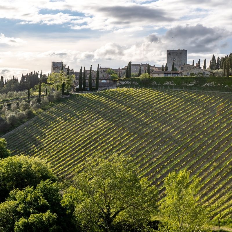 Rolling vineyards of Chianti Classico