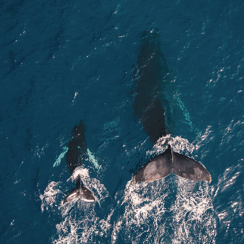 Whale Watching in Los Cabos